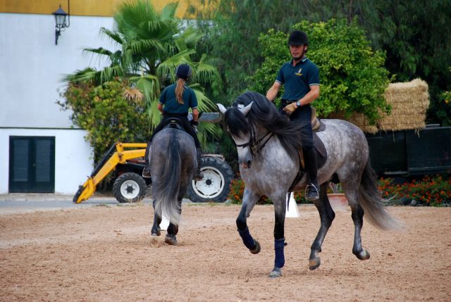 Horses and Riders in Training