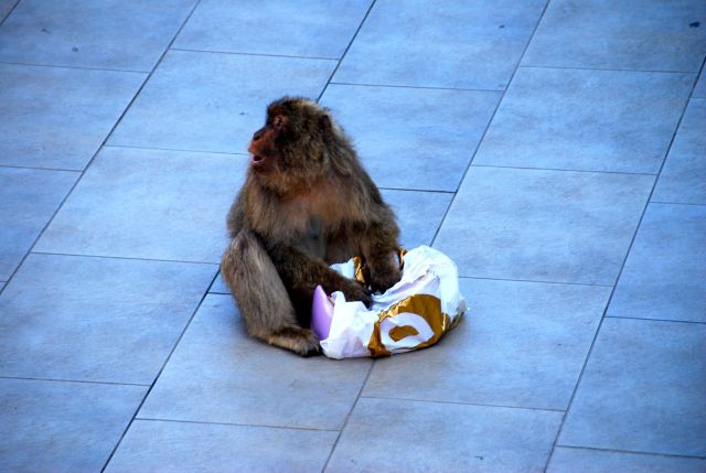 International Monkey Incident