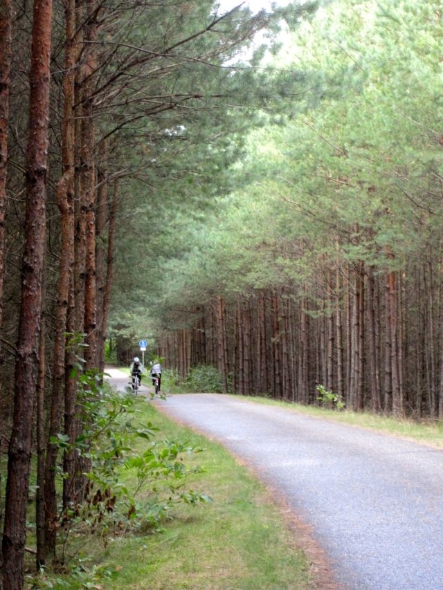 Path Through the Forest