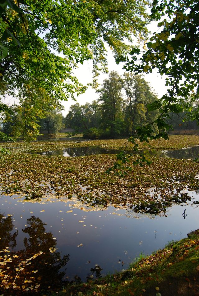 Pond in the Garden