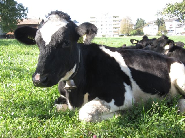 Cow at Rest