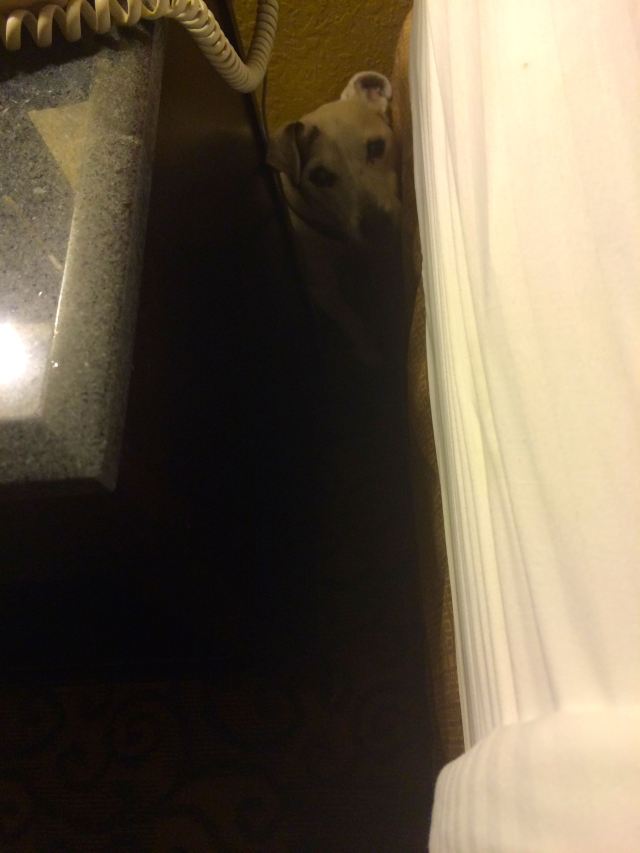 Dinky stuck between a nightstand and a bed