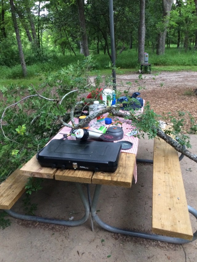 Look Out for that Tree!