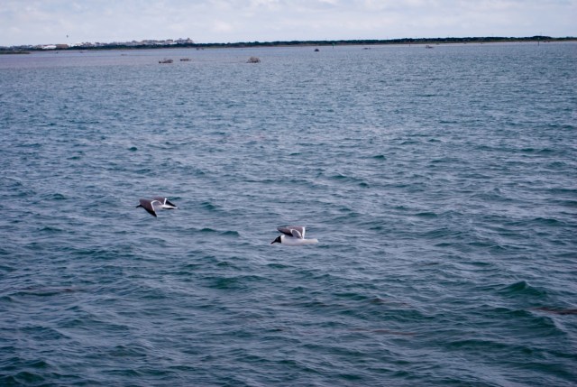 Seabirds Racing the Ferry
