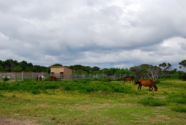 Wild Horses Grazing