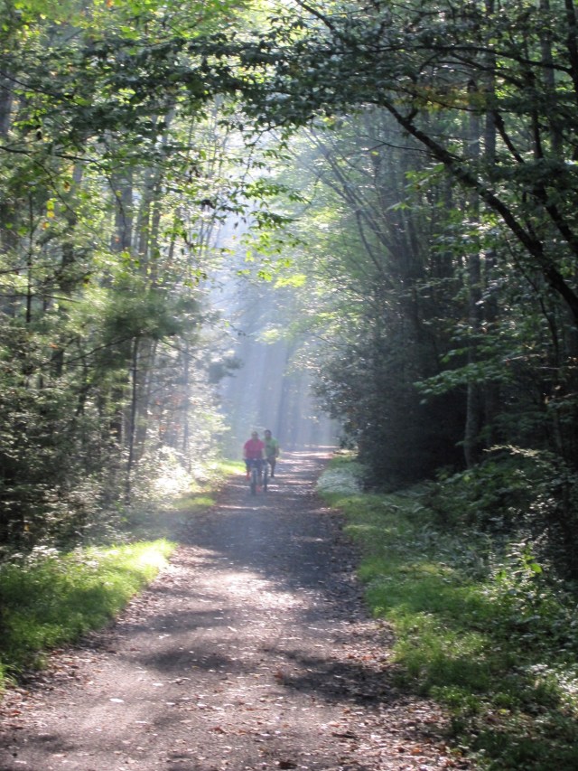 Morning Sun shining through the trees