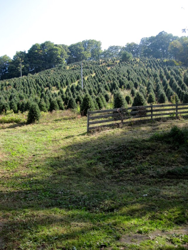 Christmas Tree Farm