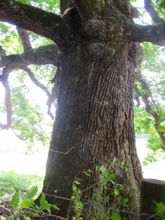 Ancient Oak