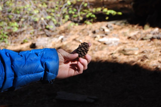 A Sequoia Cone