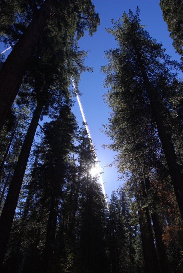 Sun in the Big Trees