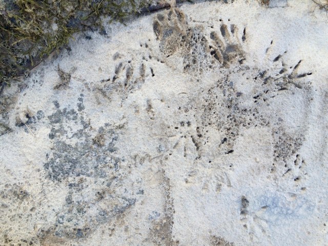 Animal Tracks in the Ice
