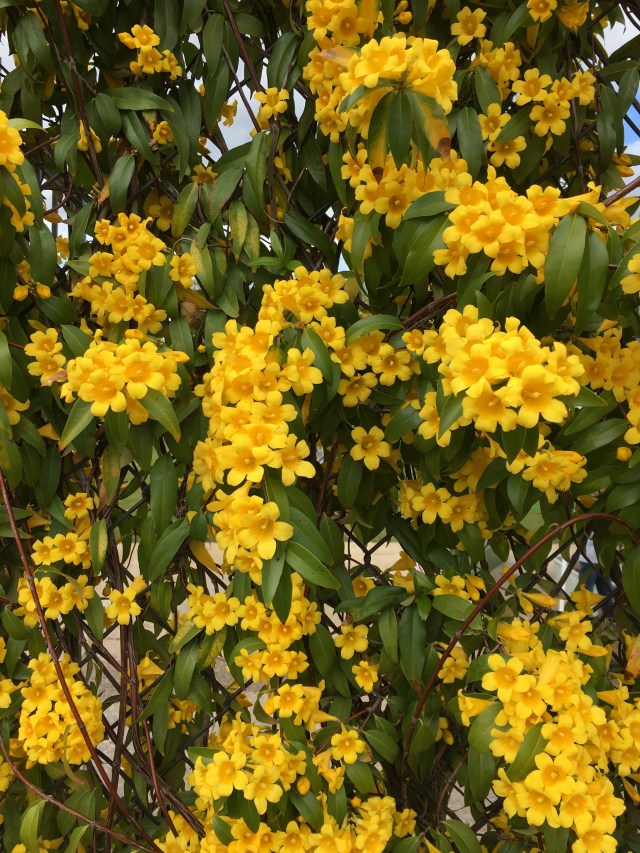 The Fence at Avondale