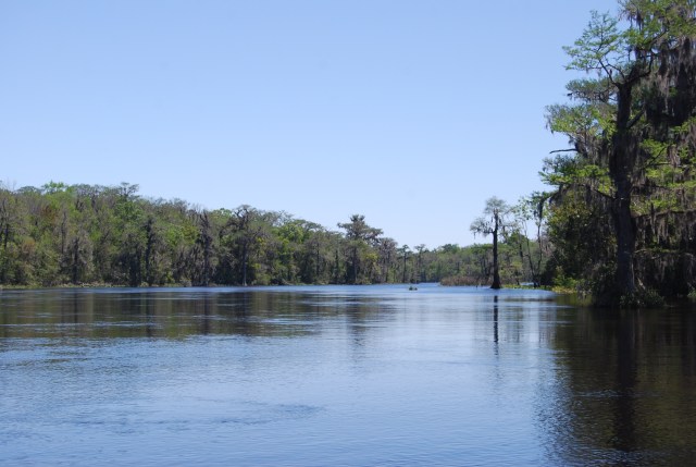 The Wakulla Flowing out of the Springs