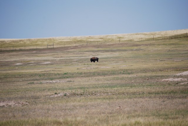 Lone Bison