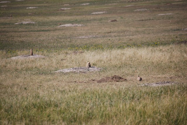 Prarie Dog Town