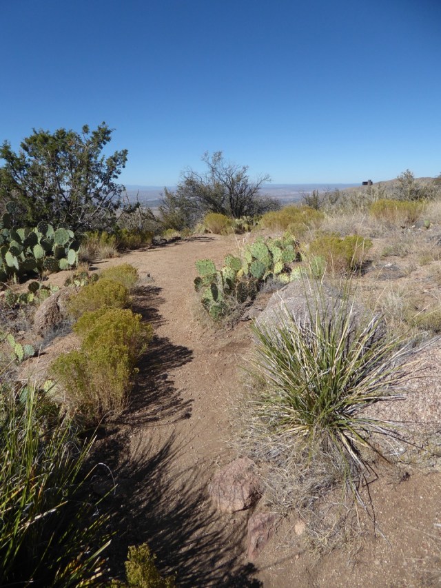 Watch out for the Cactus