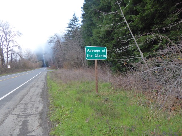At the Start of the Avenue of the Giants