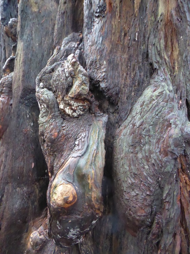 Burl at Bolling Grove