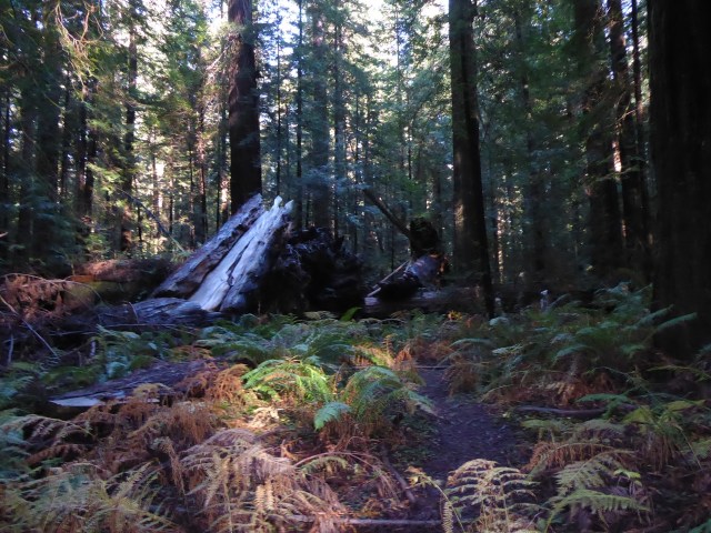 Sunlight on Ferns