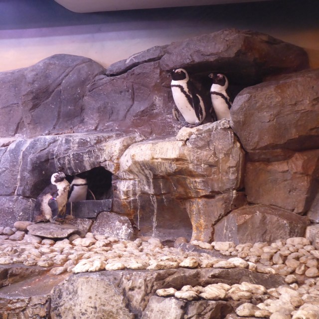 Penguins
