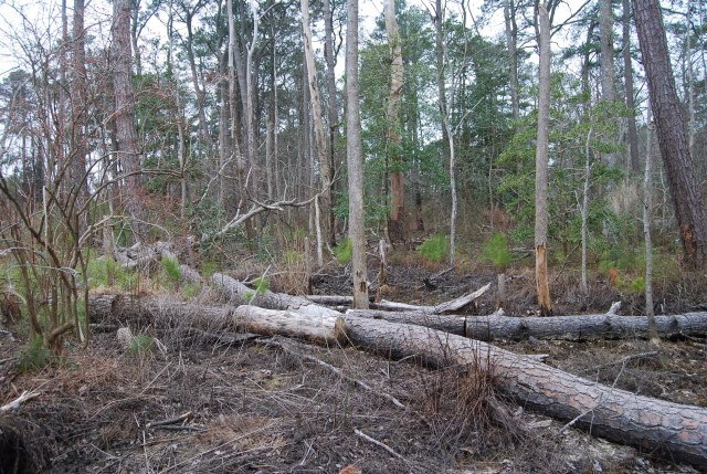 Pine Beetle Mitigation