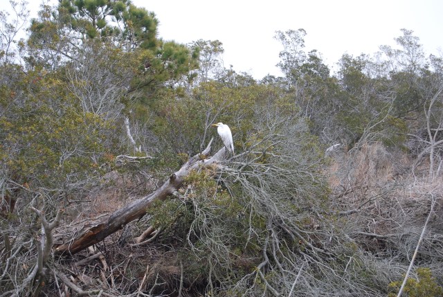 Plenty of Resting Birds