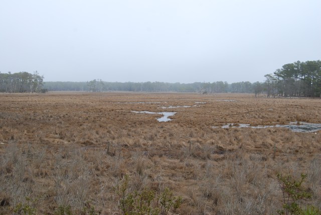 Ponies Way in the Distance