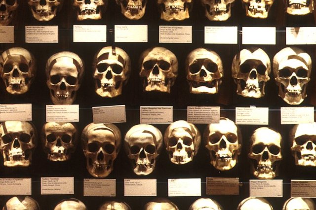 Skull Collection