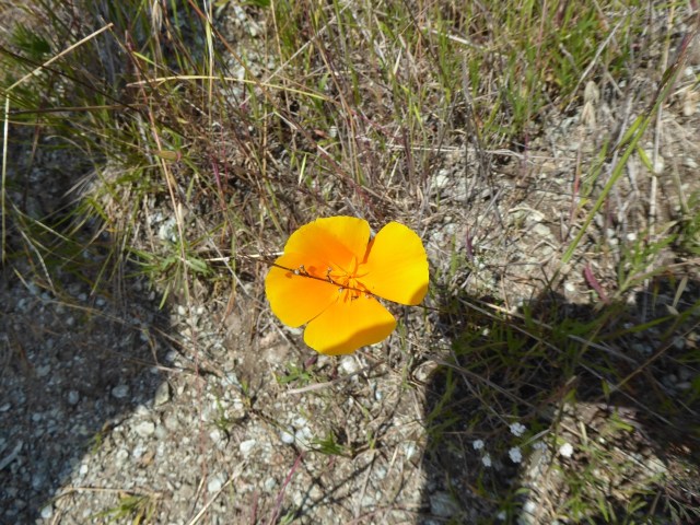Golden Poppy
