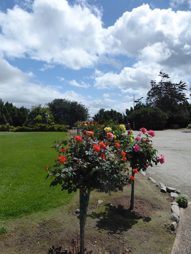Roses on a Blue Sky Day