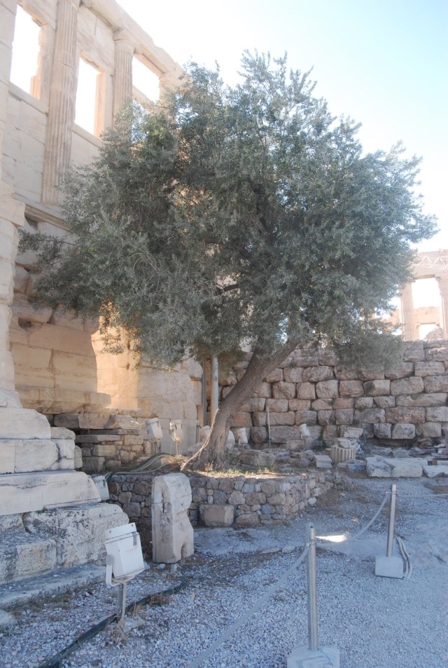 Olive Tree