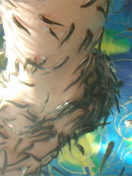 fishpedicure