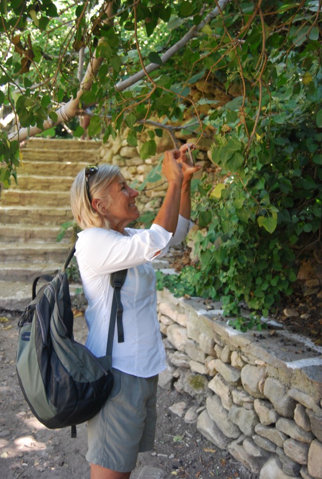 A Beautiful Butterfly