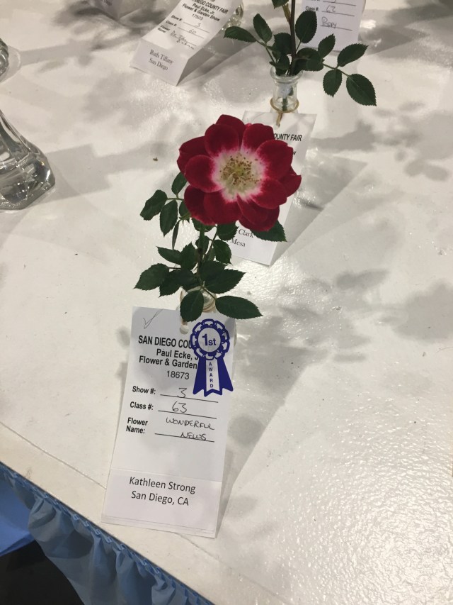 First Place Rose