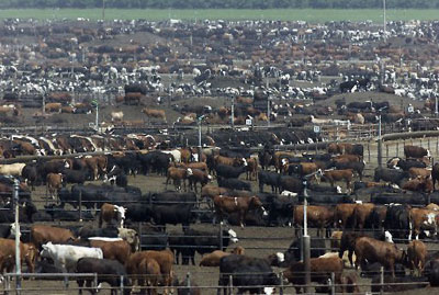 harris-ranch_feed lot