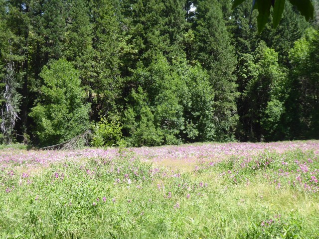 A Field of Wildflowers