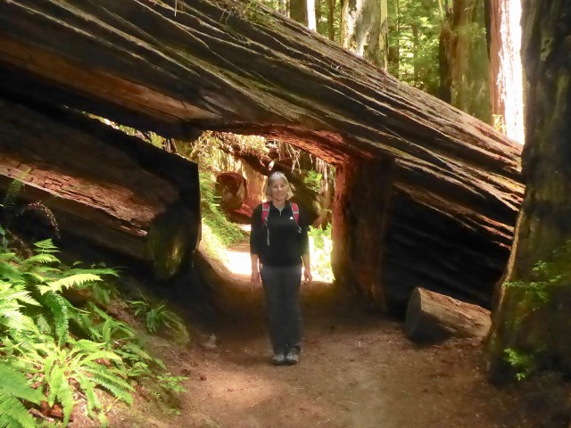 Joanna and a Big Tree