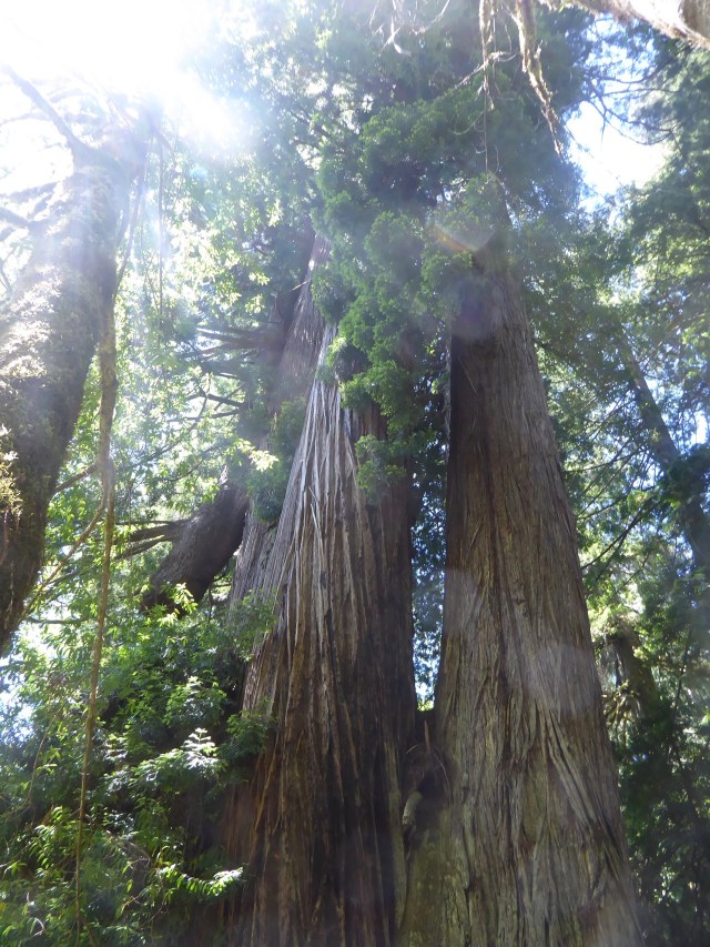 Pictures Don't Do Them Justice