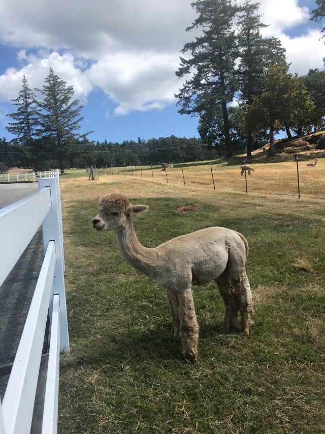 At the Alpaca Ranch