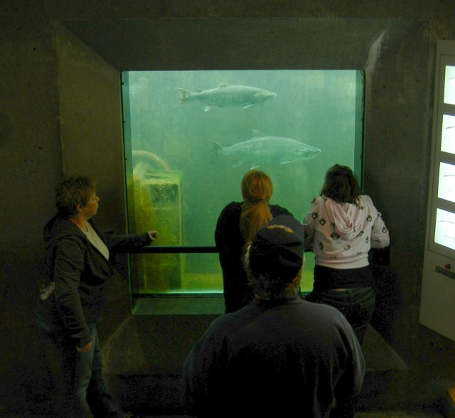 Chittenden_Locks_-_fish_ladder_viewing_02