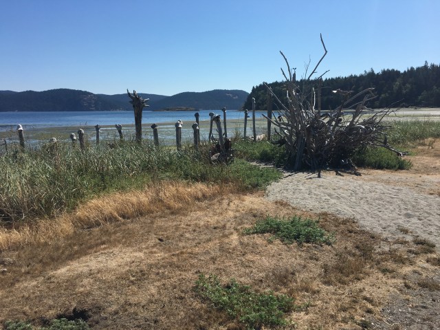 Natural Fence Line at Swift Bay