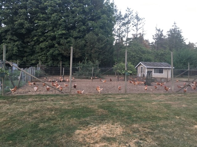Those Chickens