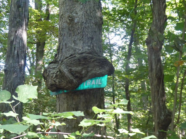 Sign and Tree