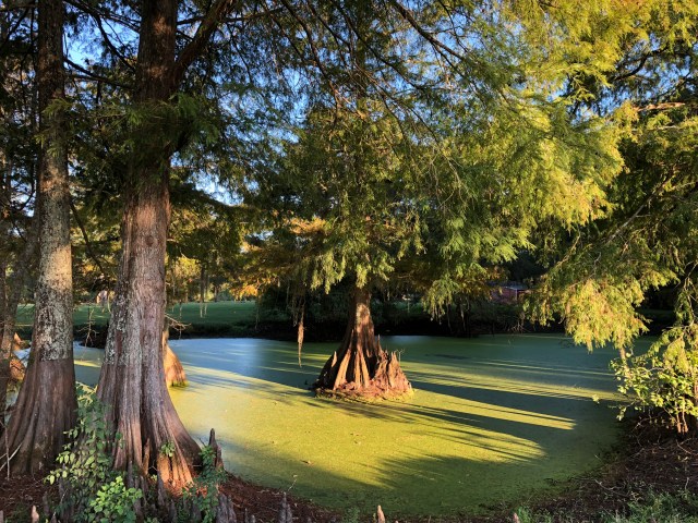 Swamp at Bayou Wilderness Park