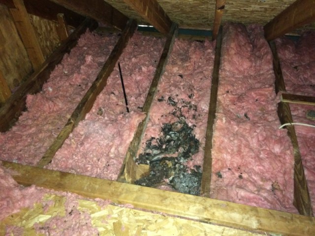 Raccoon-excrement-affecting-the-attic-insulation