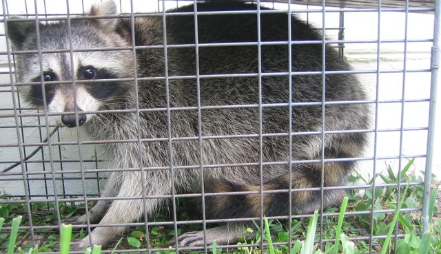 raccoon1040