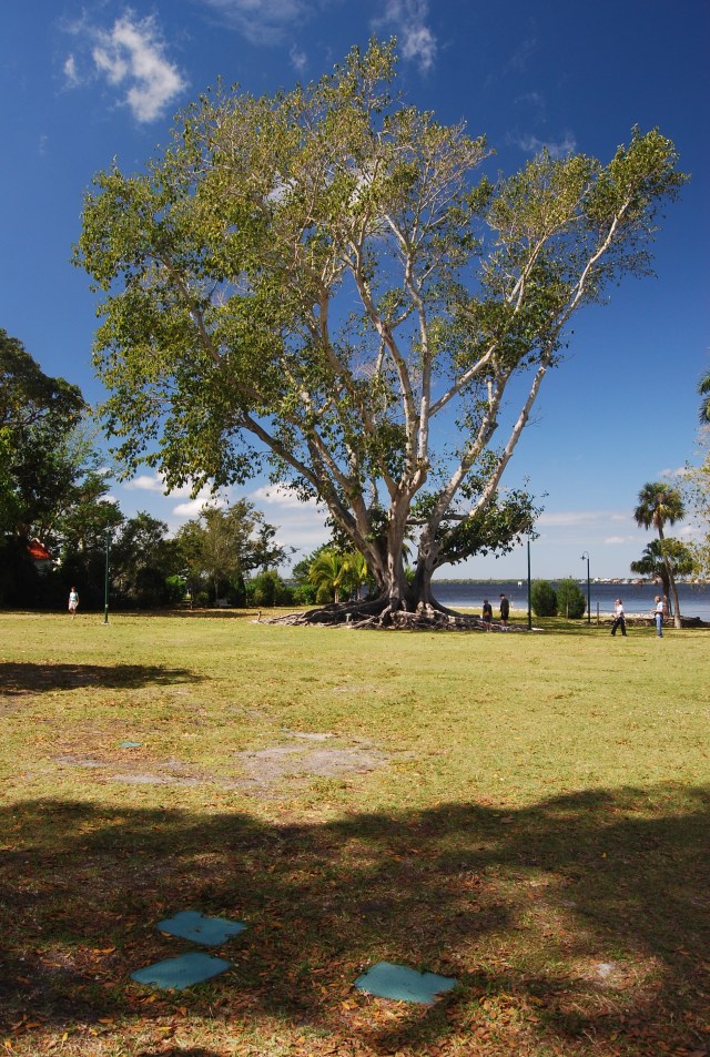 Tree on the Property