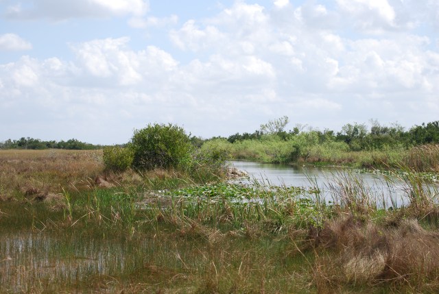 Broad Expanse of the Glades