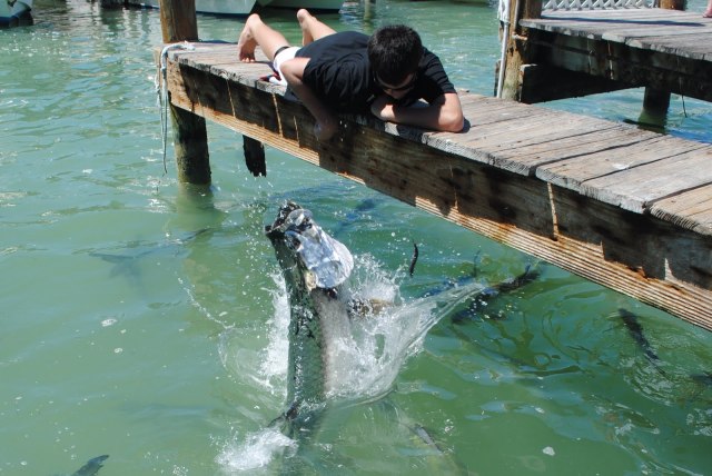 Feefing the tarpon
