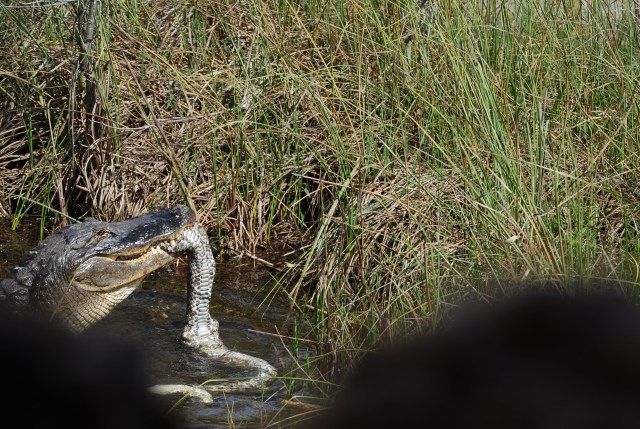 Gator and Its Python